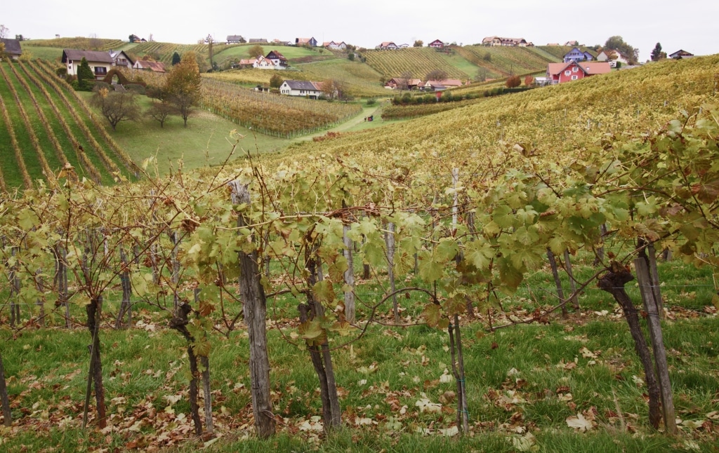 Blick auf die Weinreben in der Südoststeiermark.