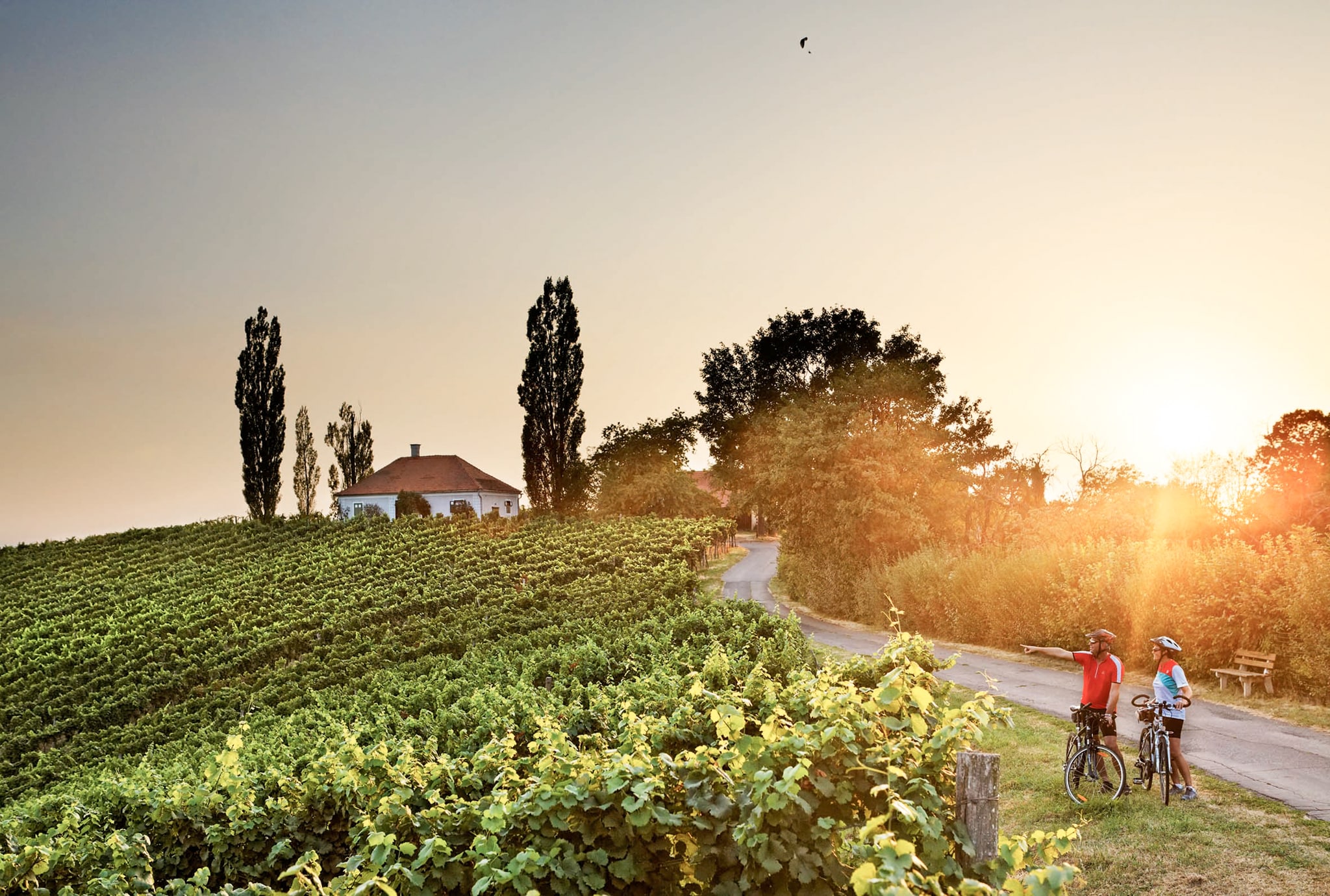 Blick auf die Weinreben in der malerischen Landschaft der Südoststeiermark, im rechten unteren Bildrand sind zwei Radfahrer zu sehen. Der Mann deutet auf die Weinreben und erklärt der Frau etwas dazu.