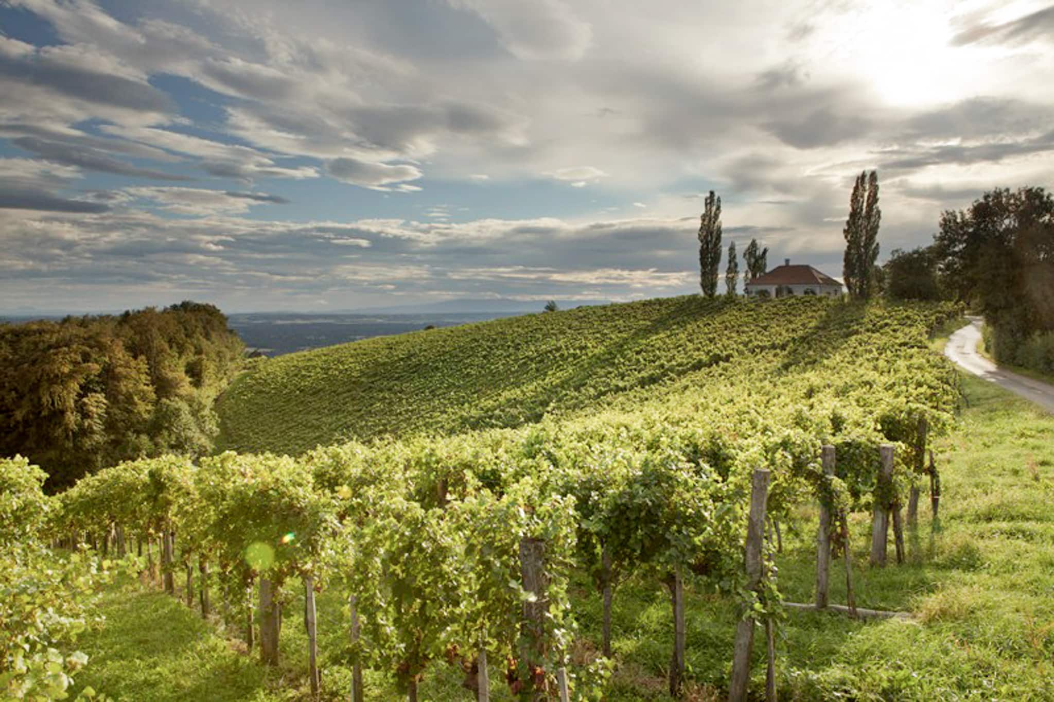 Blick auf die malerische Hügellandschaft des Thermen- & Vulkanlands mit Weinreben.