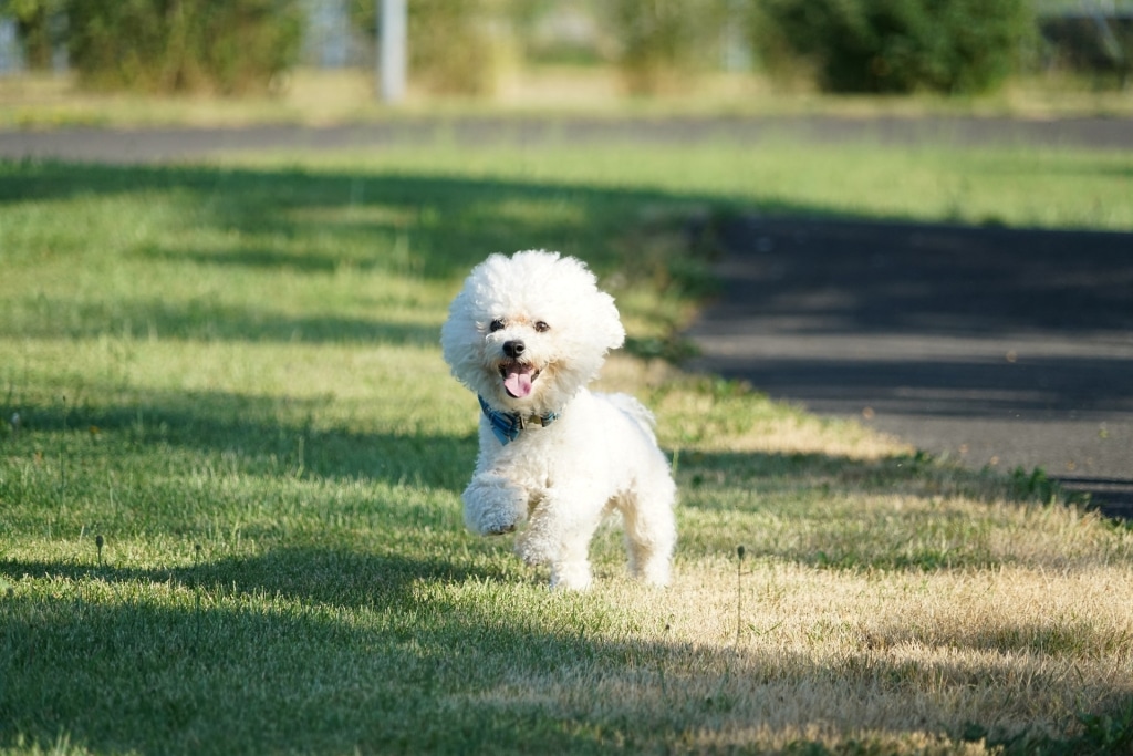 Ein weißer Hund läuft mit offenem Mund und ausgestreckter Zunge auf den Betrachter des Bildes zu.