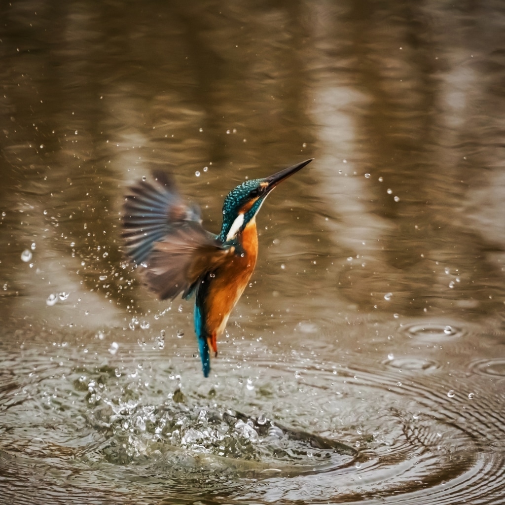 Ein Eisvogel schlägt knapp oberhalb der Wasseroberfläche eines Teiches die Flügel zusammen und erzeugt so Wassertröpfen, die durch die Luft fliegen.